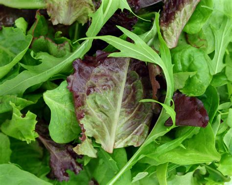 Green leafy vegetables which can be eaten raw, used in salads and soups, separate from lettuce and cabbage family. Les types de salades vertes