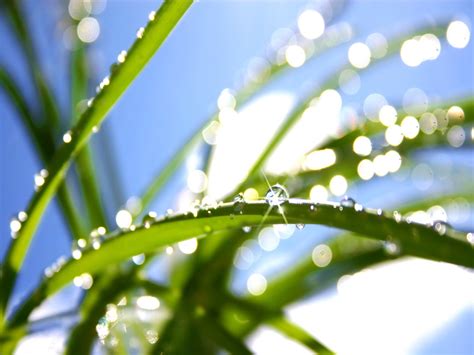 The Colors Of Nature Green Leaves Amo