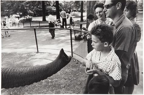 Bronx Zoo New York 1963 By Garry Winogrand Artsalon