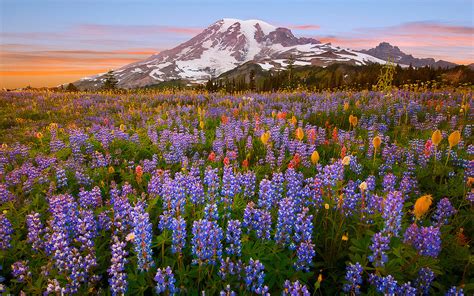 Mountain Wild Flowers In The Montierier Tolmie Peak National Park On