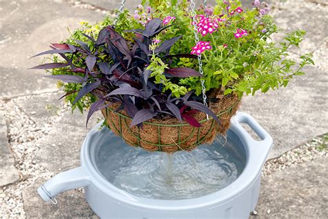 Hanging Plant Waterer Hanging Plant Waterer Offers A Solution For