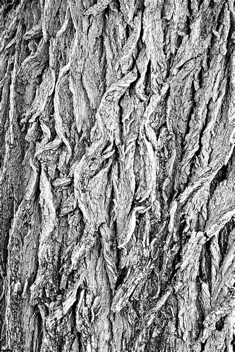 Elm Tree Bark Close Up Of An Elm Tree In John Day Fossil Beds