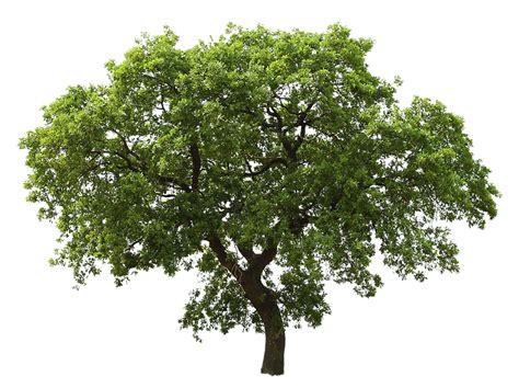 Tree Png Image Transparent Image Download Size 1100x823px