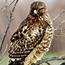 Red Shouldered Hawk – California Ricelands Waterbird Foundation