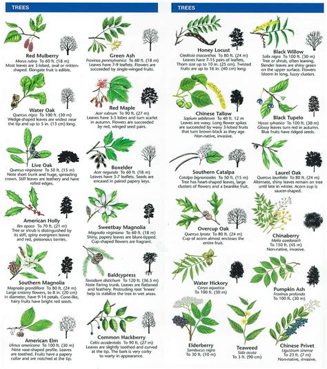 Deciduous Tree Leaf Identification Chart The