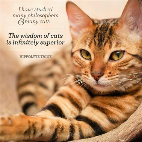 Wisdom Of Cats Cats Cat Quotes Veterinary Technician