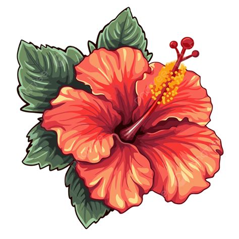 Clipart De Hibisco Una Ilustración De Una Flor De Hibisco En Dibujos