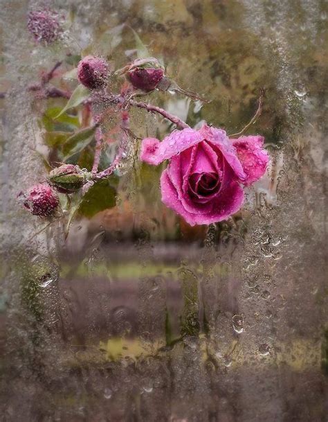Rose In The Rain Raindrops And Roses I Love Rain Rosa Rose Rose