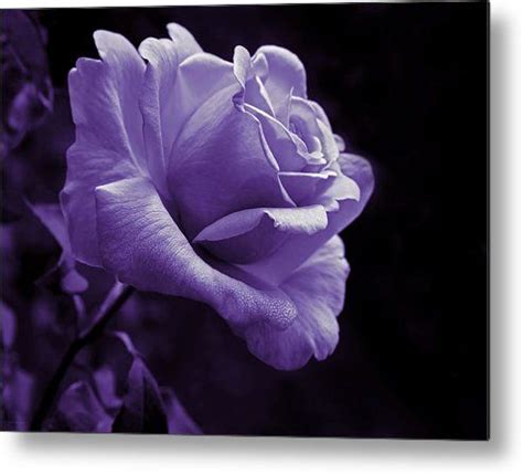 Midnight Rose Flower In Lavender Metal Print By Jennie Marie Schell