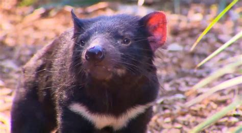 20 Years With Disease Tasmanian Devil Faces Extinction Central