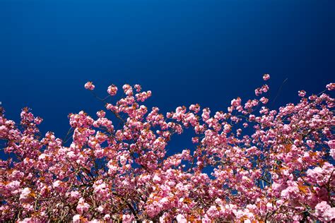 Cherry Blossom And Blue Sky Free Stock Photo Public Domain Pictures