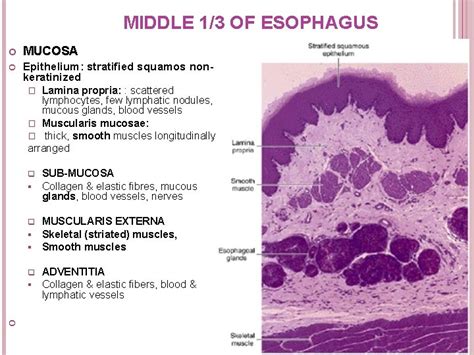 Esophagus Anatomy Histology Clinical Aspects Kenhub Images