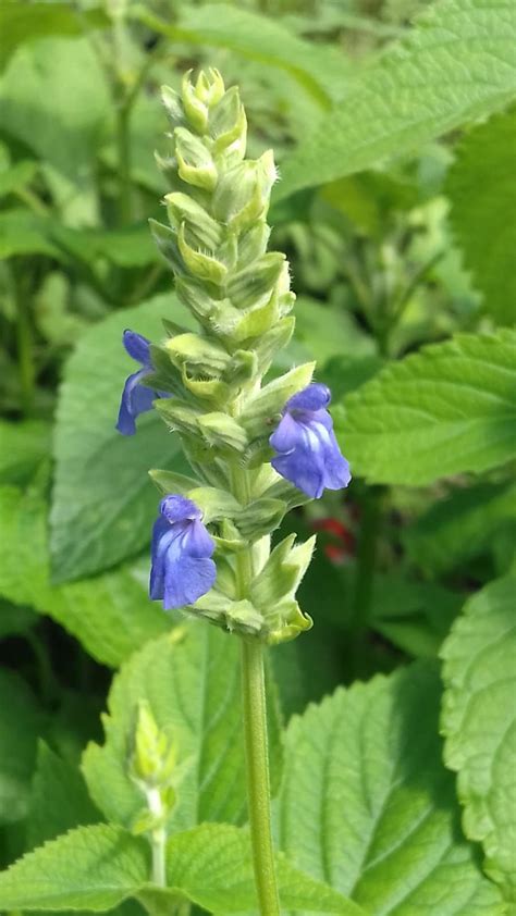 Salvia Hispanica Sauge Chia Les Arômes Du Grès