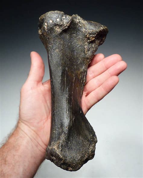 Teleoceras Fossils Bone Fossil Bones Running Rhino