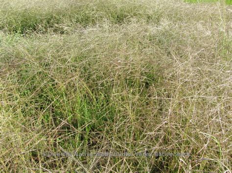 Big bluestem this warm seasoned perennial tallgrass has short scaly rhizomes. Chloris truncata. short windmill grass - Diversity Native ...