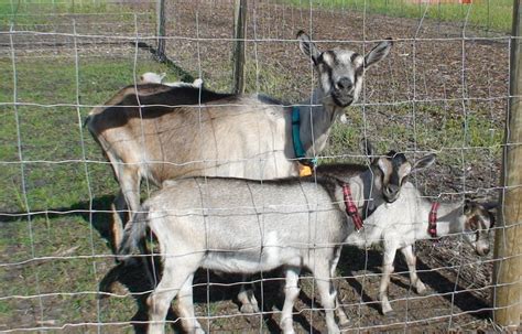 Hobby Farming Goat Basics
