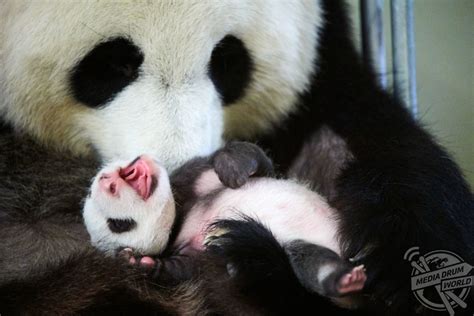 Adorable Photos Show Giant Panda Mother Bonding With Her