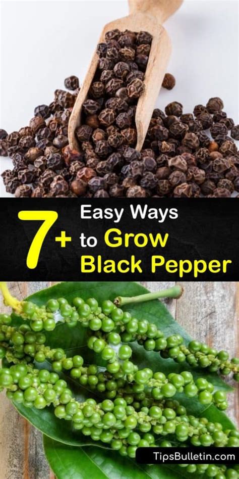 7 Crazy Easy Ways To Grow Black Pepper