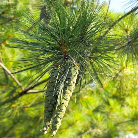 Graines Pinus Strobus Pin Blanc Arbres Et Arbustes