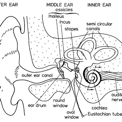 1 The Outer Middle And Inner Ear As Schematic Drawing Figure From