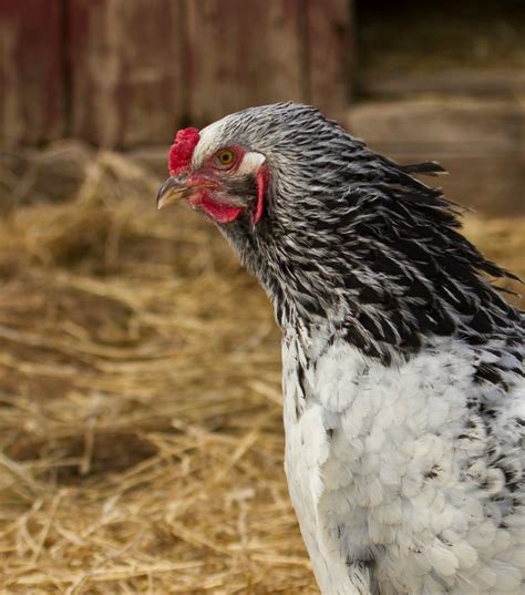 Sussex Chicken Breed Information and Photos | ThriftyFun