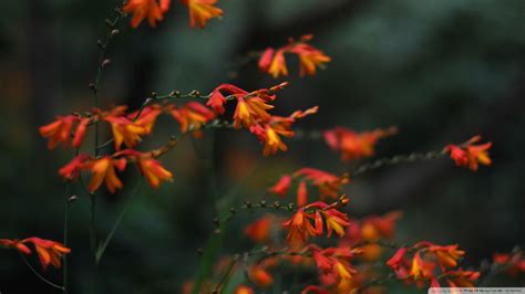 Wallpaper Sunlight Flowers Red Plants Branch Autumn Leaf