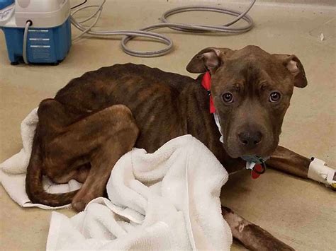 Beyond Adoption: How Animal Friends Connects Humans & Pets To Save