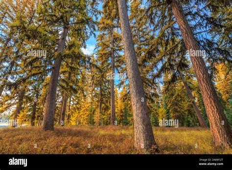Larch Trees In Fall Color Near Seeley Lake Montana Stock Photo Alamy