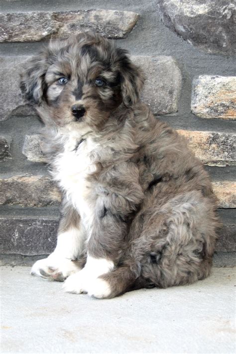 Aussiedoodle Aussie Puppies Puppies And Kitties Cute Puppies Doggies