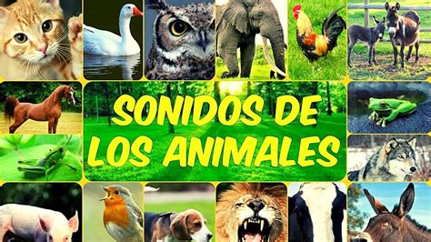 Los Sonidos De Los Animales Conoce El Mundo Animal Youtube
