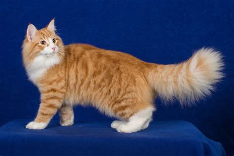 Other cat breed profiles listed. Norwegian forest cats! Orange! | Cats | Pinterest