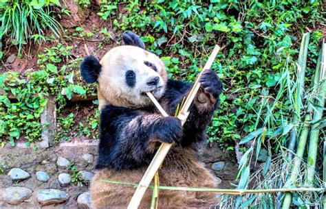 10 Facts About Pandas Chinas Most Famous Animal