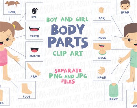 Boy And Girl Body Parts Clip Art Visual Scheme Illustration Etsy