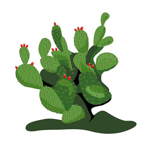 Royalty Free Prickly Pear Cactus Clip Art Vector Images