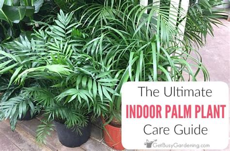 How To Care For Palm Trees Indoors The Ultimate Palm Plant Care Guide