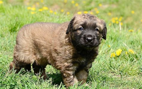 Leonberger Puppies Breed Information And Puppies For Sale