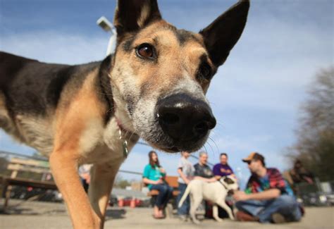 Dog Parks Can Pose Challenges For Dogs And Humans Alike