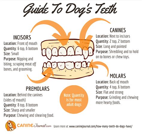 How Many Teeth Do Dogs Have Canine Journal