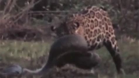 Female Jaguar Hunts A Big Anaconda Youtube