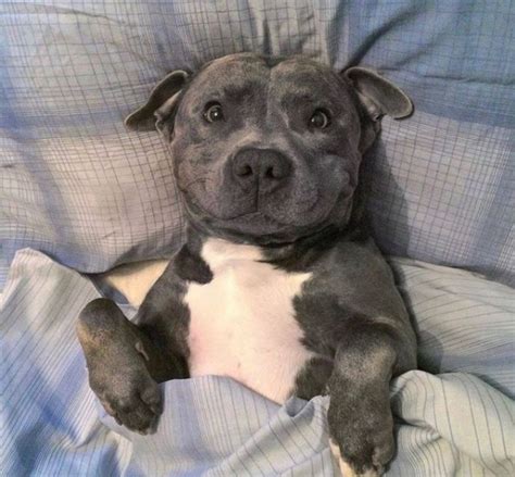 15 Pictures That Prove Pit Bulls Are Perfect Weirdos Page 2 Of 5