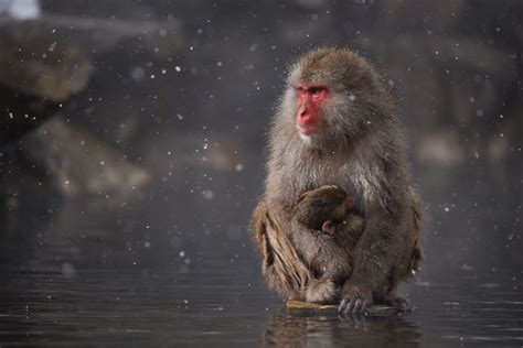 Japanese Macaque Full Hd Wallpaper And Background Image 2048x1367