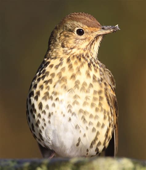 Guide To Winter Thrushes Gwent Wildlife Trust