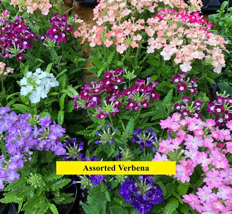 Check spelling or type a new query. So pretty!! | Landscape design, Spring flowers, Outdoor living