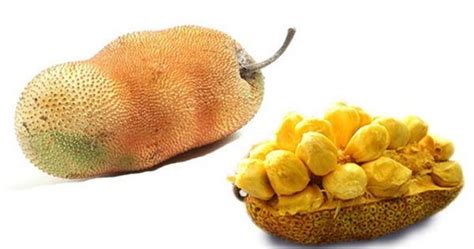 Cempedak smaller fruit, stronger aroma, sweeter and softer. Buah, Biji, Kulit dan Daun: CEMPEDAK