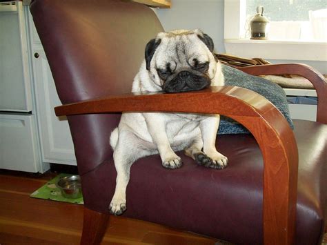 Pugs Will Sleep Anywhere Pug Puppy Puppy Love Funny Dogs Cute Dogs