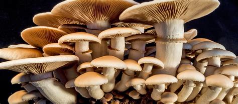 What Are The Most Common Types Of Magic Mushrooms