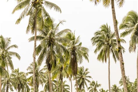 Coconut Trees Stock Photo Image Of Palms Tropical Trees 94712466