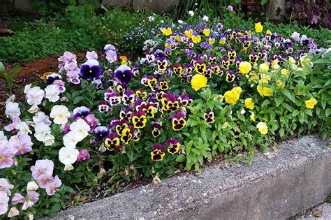 Tips For Growing Winter Pansies Viola Hiemalis Gardeners Path