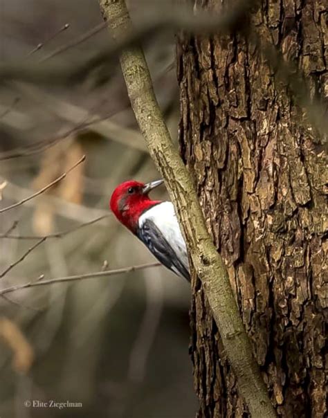 Red Headed Woodpeckers In The Greenbelt Greenbelt Conservancy