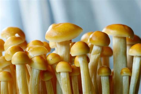 Species Of Psilocybin Mushrooms The Sanctuary Wellness Institute